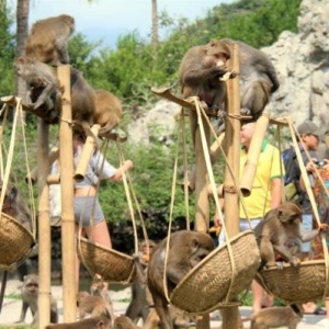 Tour đến đảo Khỉ và Phong Lan