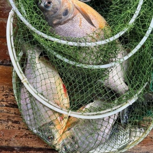 Đánh cá "Săn cá piranha"