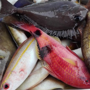 Đánh cá và lặn biển